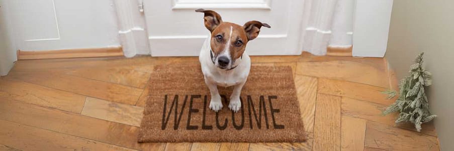 welcome mat/dog Developing a Welcome Email for First Impressions